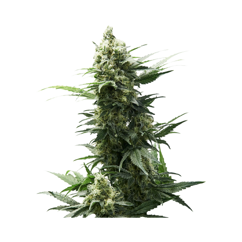 34 Street Seed Co Chocolope - Image 2