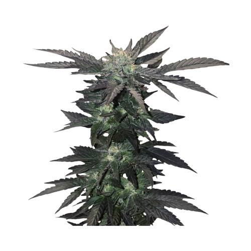 34 Street Seed Co Apple Cobbler - Image 2