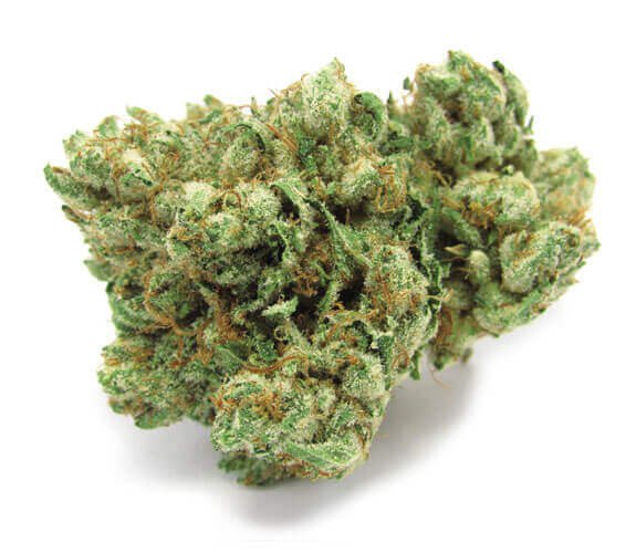 Bentley OG Cannabis Strain