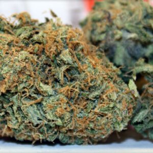 Chocolate Thai Marijuana Strain