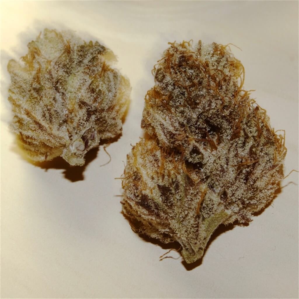 Nepalese Cannabis Strain