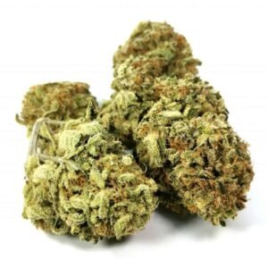 Ortega Marijuana Strain