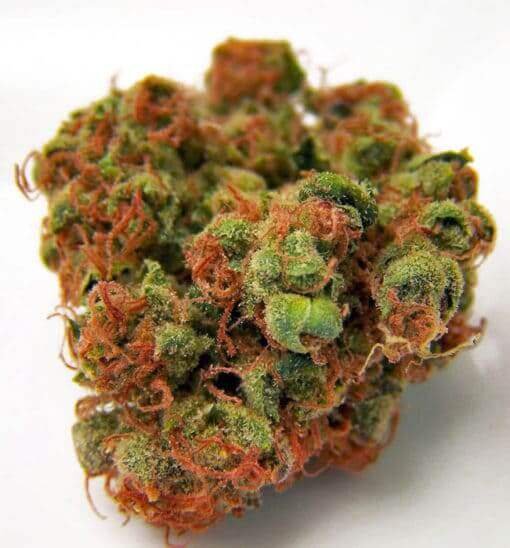 Panama Red Weed Strain