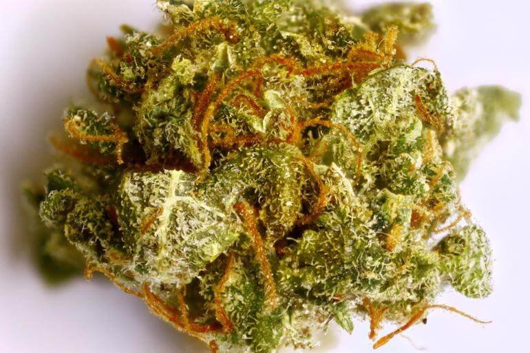 Shadow Dancer Marijuana Strain