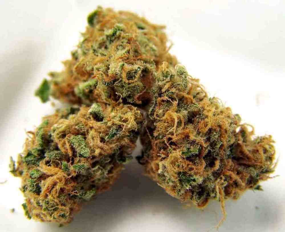 Tangerine Sunrise Marijuana Strain