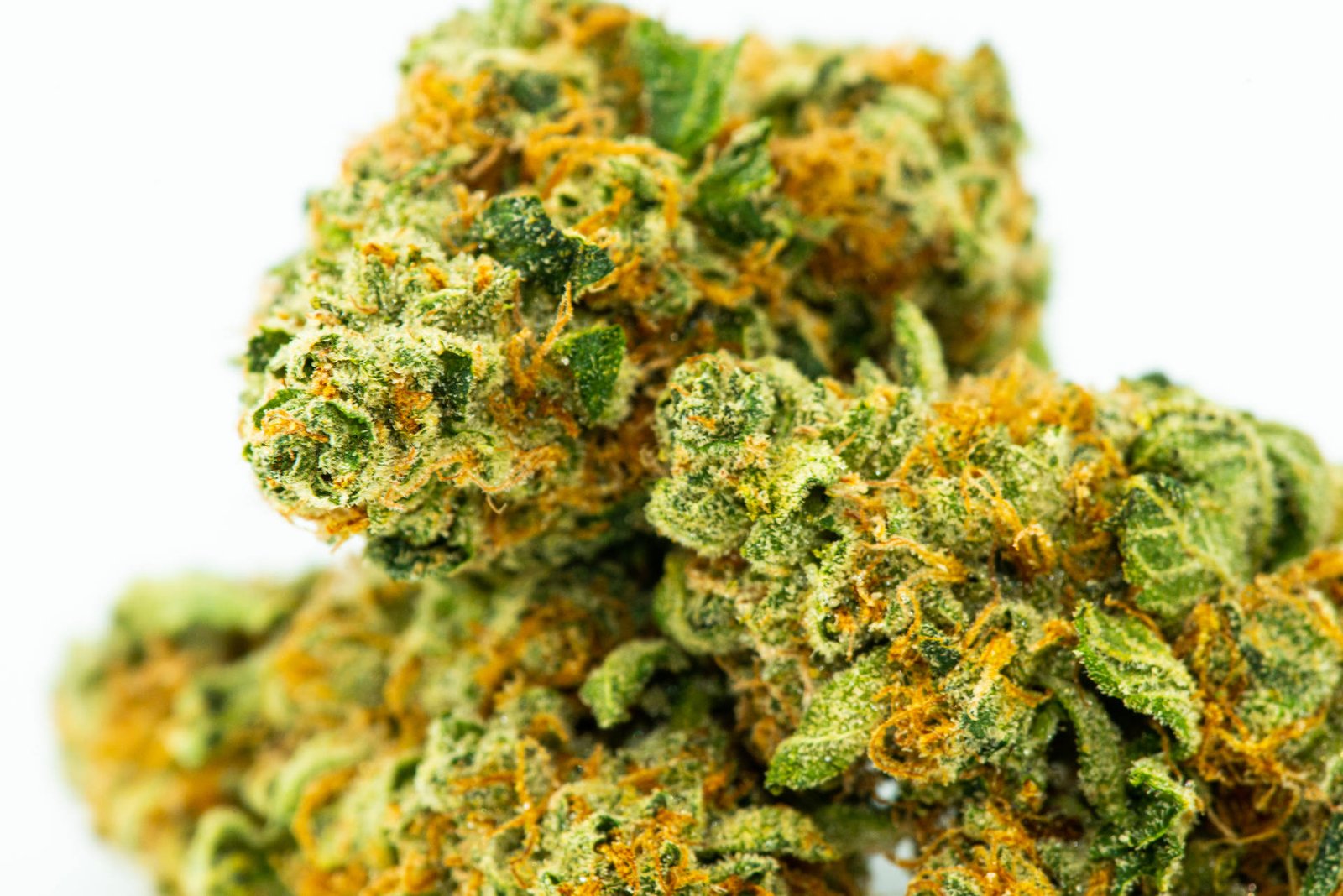 Premium cannabis flower available from Terra Leaf Cannabis